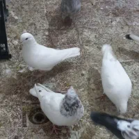 کبوتر  پرشی|پرنده|قم, نیروگاه|دیوار