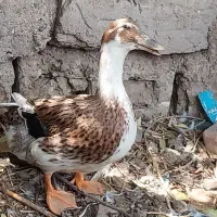 اردک نر و ماده