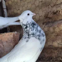 کبوتر طوقی|پرنده|فیروزه, |دیوار