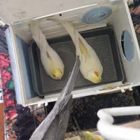 عروس هلندی|پرنده|قم, سید معصوم|دیوار