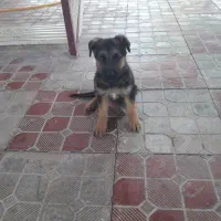 ژرمن|سگ|تبریز, |دیوار