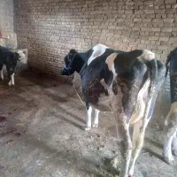 گاو و گوساله|حیوانات مزرعه|بروجرد, |دیوار