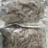 میگو پرورشی برای قلاب بوالخیر