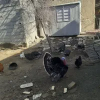 بوقلمون|حیوانات مزرعه|مشهد, میان ولایت|دیوار