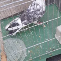 کفتر نر|پرنده|قرچک, زیبا شهر|دیوار