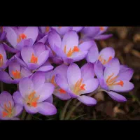 توضیح زعفران