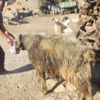 قوچ سرحال تخمی