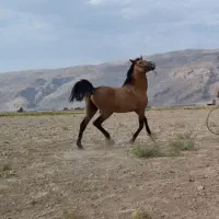 اسب نریان‌ دره‌شور|اسب و تجهیزات اسب‌سواری|مرودشت, تخت جمشید|دیوار