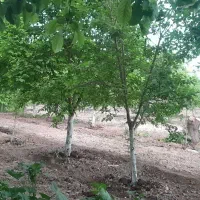 باغ-باغچه-ویلایی-گلبهار-نوبهار