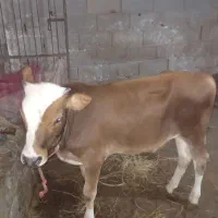 فروش گوساله نر دورگ محلی