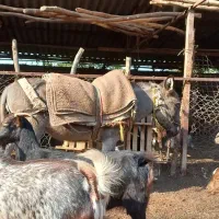 الاغ فروشی گوسفندی|حیوانات مزرعه|گرگان, |دیوار