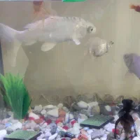 فروش دو عدد ماهی کوی سفید|ماهی|کرمان, |دیوار