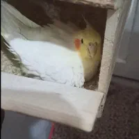 عروس هلندی ماده