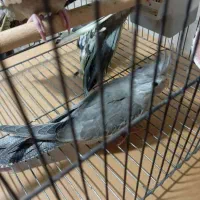 عروس هلندی|پرنده|ری, امین آباد|دیوار