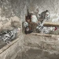 مرغ و خروس گلین و لری|حیوانات مزرعه|جونقان, |دیوار