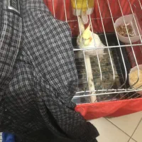 عروس هلندی نر + ماده دستی بهنراه قفس|پرنده|ری, فیروزآبادی|دیوار