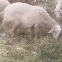 یک میش یک شیره باب ‌ .  داشت