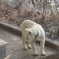 آلابای روس|سگ|فرخ‌شهر, |دیوار