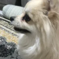 پامر ۸میلیون