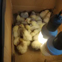 جوجه برهما لایت بیگ سایز 1روزه واماهه