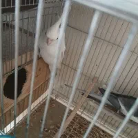 عروس مولدآلبینوسفیدباوایت فیس|پرنده|رشت, شهرک صبا|دیوار