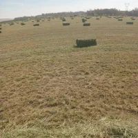 خریدار 100 تن یونجه انباری یا خشک نقد سر باسکول