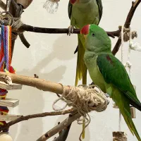 شاه طوطی
