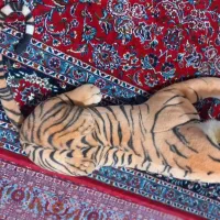 عروسک ببر|اسباب‌بازی بچه|قرچک, پویینک|دیوار