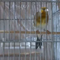 سهره قناری دهن سهره دم روباهی