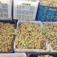 انگور عسگری وریش بابا مناسب کارخانه وشیره پزی|خوردنی و آشامیدنی|تهران, جمهوری|دیوار