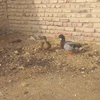 اردک پروازی