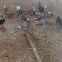 کبوتر با کفتر