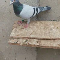 دوبر نر
