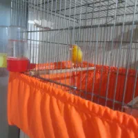 قناری نرقرص قرص