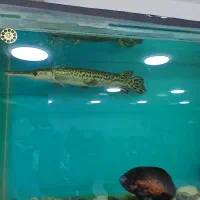 ماهی|ماهی|تبریز, |دیوار
