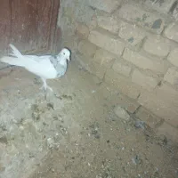 نر طوق هفت رنگ|پرنده|بیرجند, |دیوار