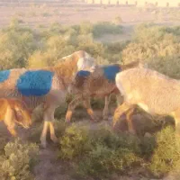 گوسفند جوان|حیوانات مزرعه|تربت جام, میان جام|دیوار