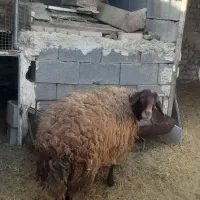 بره فروشی|حیوانات مزرعه|برخوار, |دیوار