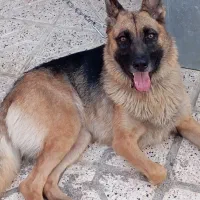 سگ ژرمن ماده فحل آماده جفتگیری
