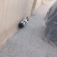 خرگوش چشم دورنگ آبی وقهوه ایی|موش و خرگوش|زاهدان, |دیوار