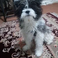 سگ خارجی شیتزو حرف گوش کن