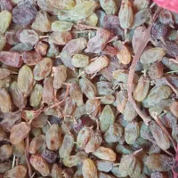 کشمش سایه خشک