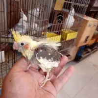 جوجه عروس سرلاکی