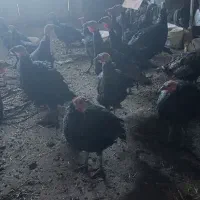 فروش بقلمون فقط1تومن دونه همه با هم 950هزار تومان|حیوانات مزرعه|مهاباد (آذربایجان غربی), |دیوار