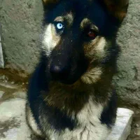 هاسکی دورگه