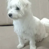 سگ پاپی حرف گوش کن