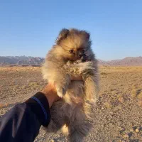 واگذاری دو توله سگ پامرانین اصیل