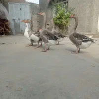 غو غاز