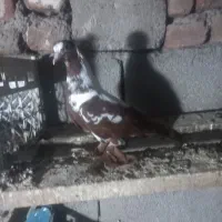کفتر  قرمز  جوجه