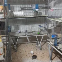 ۴عدد قفس بزرگ ۸عدد جوجه پران|پرنده|تبریز, |دیوار